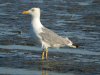 Yellow-legged Gull at Two Tree Island (Steve Arlow) (133987 bytes) Yellow-legged Gull at Two Tree Island (Steve Arlow) (133987 bytes)